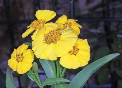 Mexican Mint Marigold Image
